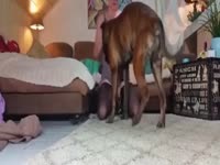 Husband helping out his depraved wife to get fucked dog